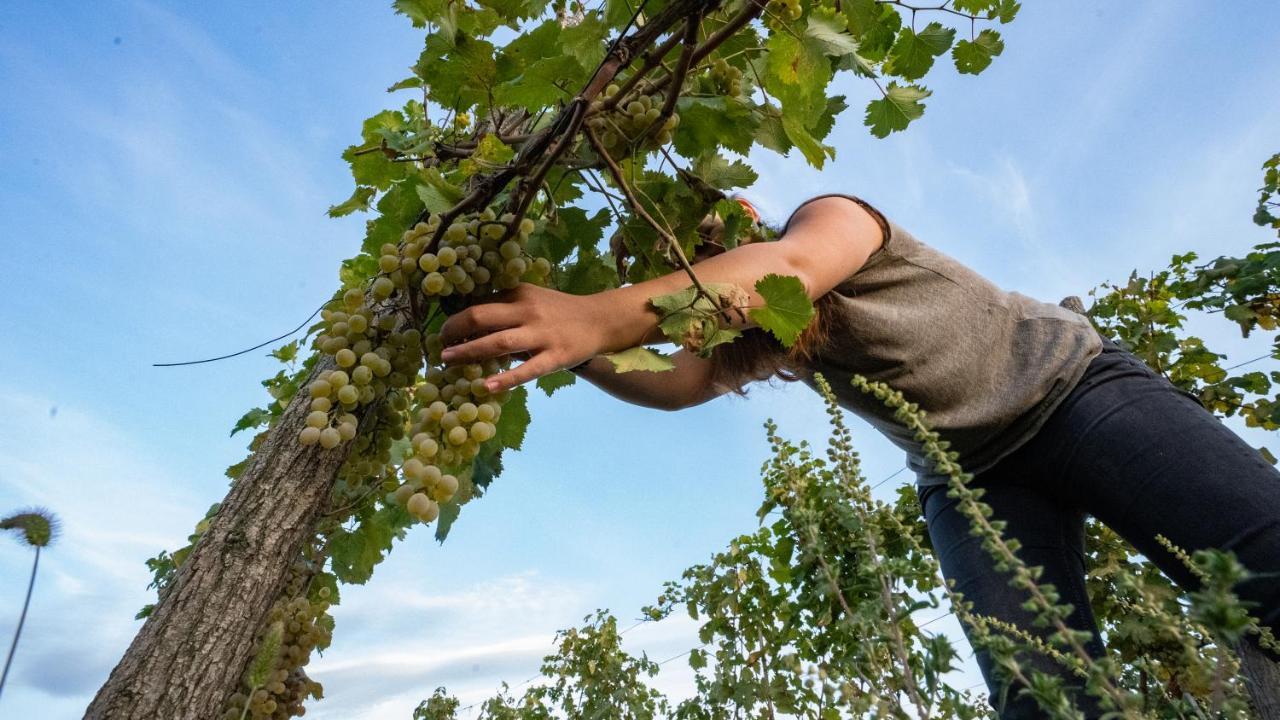 Chateau Mosmieri Hotel & Winery Telavi Luaran gambar